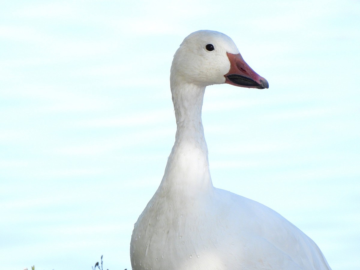 Snow Goose - ML624058157