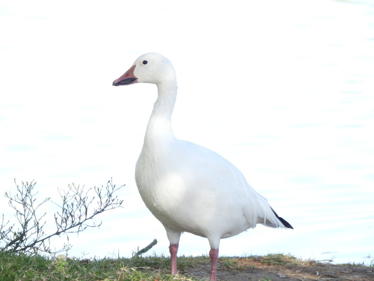 Snow Goose - Rebecca  Hart