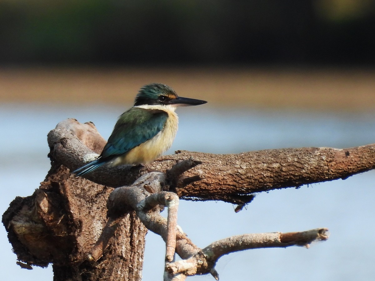 Sacred Kingfisher (Australasian) - ML624058167