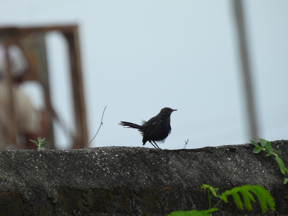 Indian Robin - Shilpa Gadgil