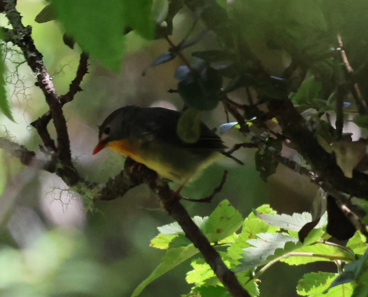 Red-billed Leiothrix - ML624058172