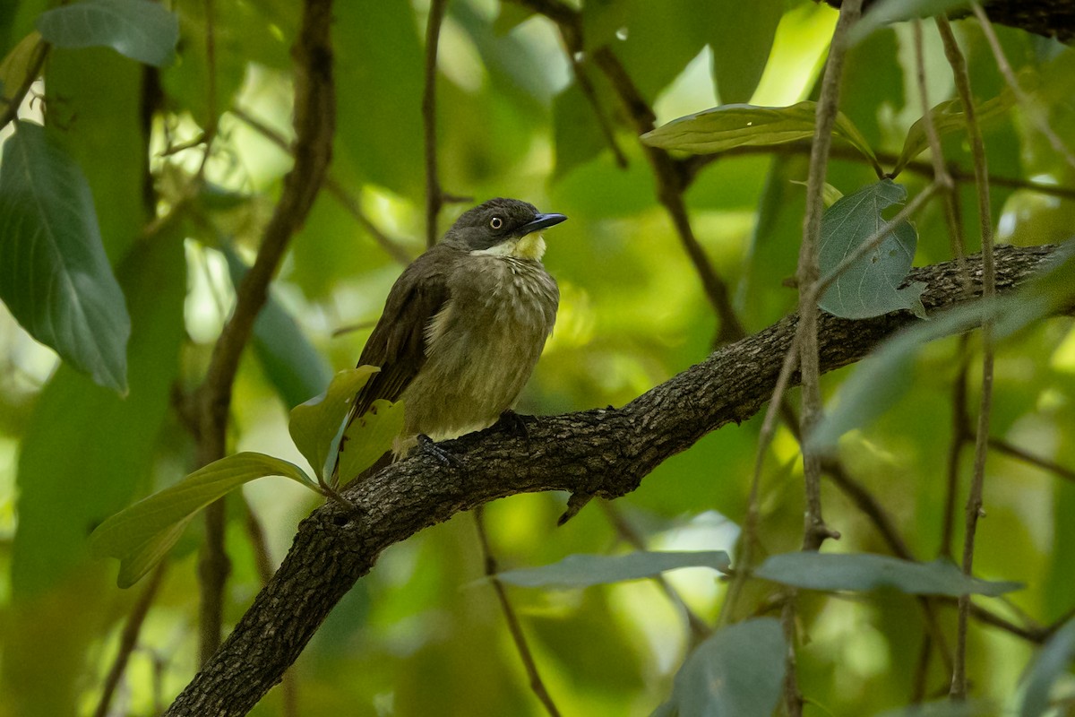 Yellow-throated Greenbul - ML624058180