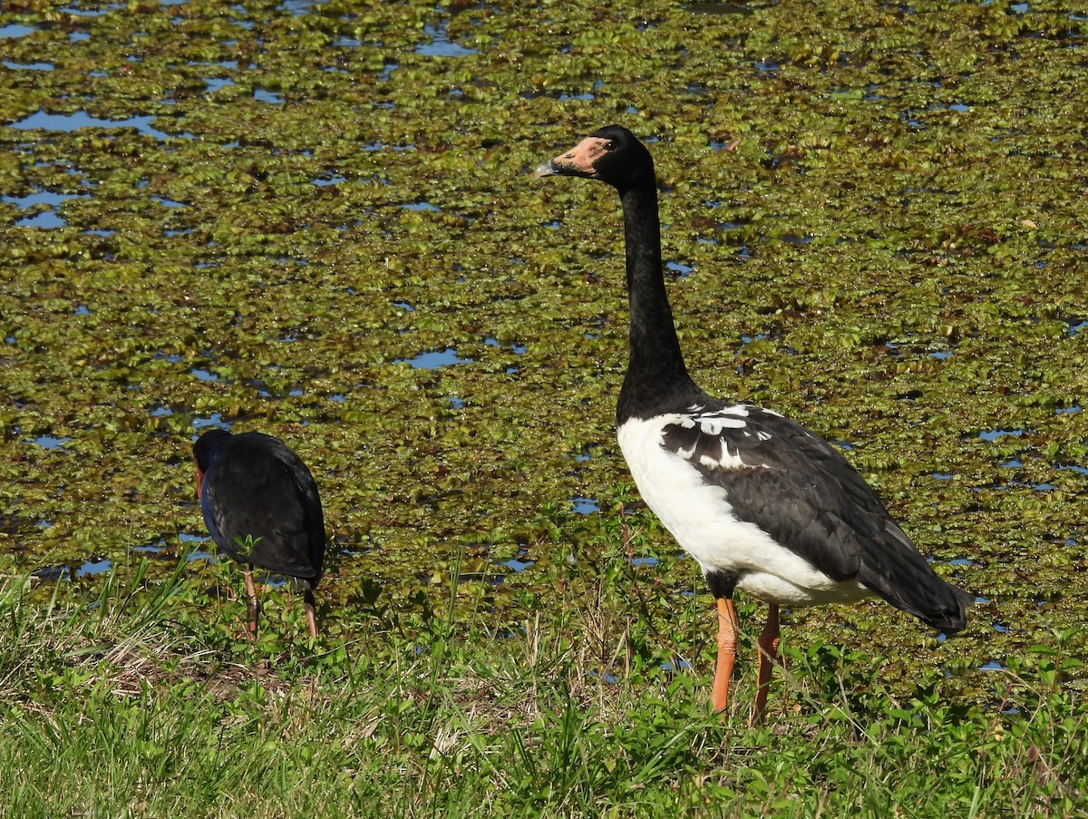 Magpie Goose - ML624058197