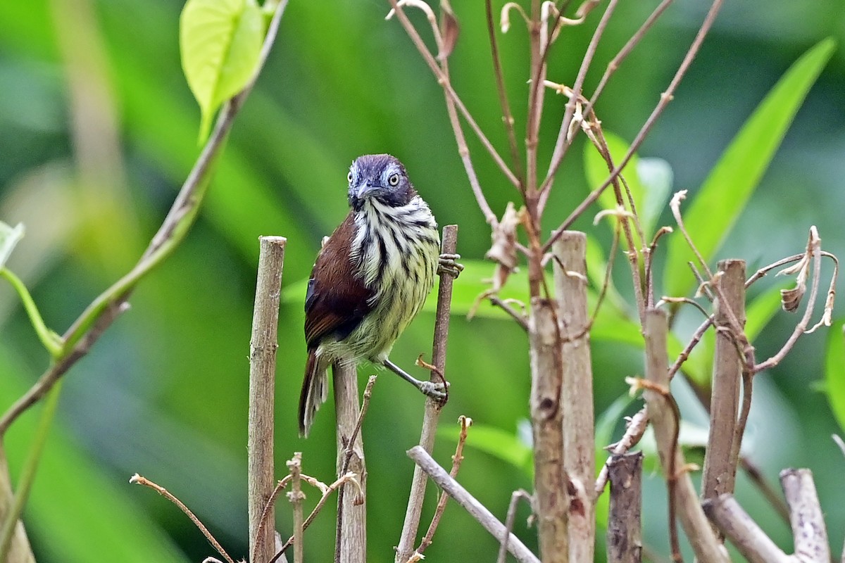 bredstripemeisetimal (bornensis gr.) - ML624058200