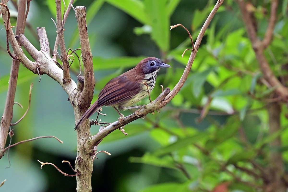 bredstripemeisetimal (bornensis gr.) - ML624058201