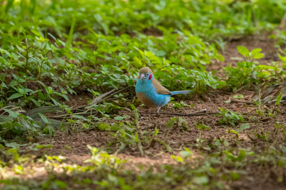 Red-cheeked Cordonbleu - Ryan Steiner