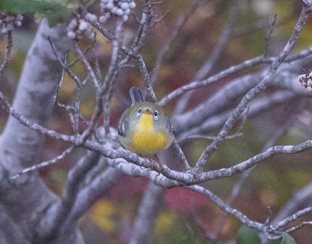 Northern Parula - ML624058214