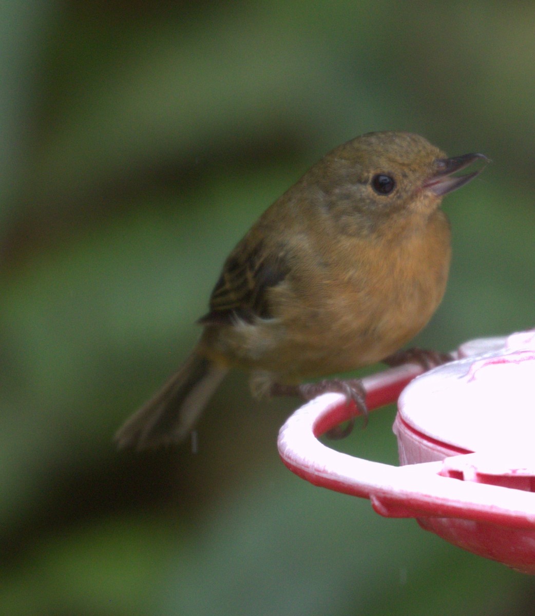 White-sided Flowerpiercer - ML624058236