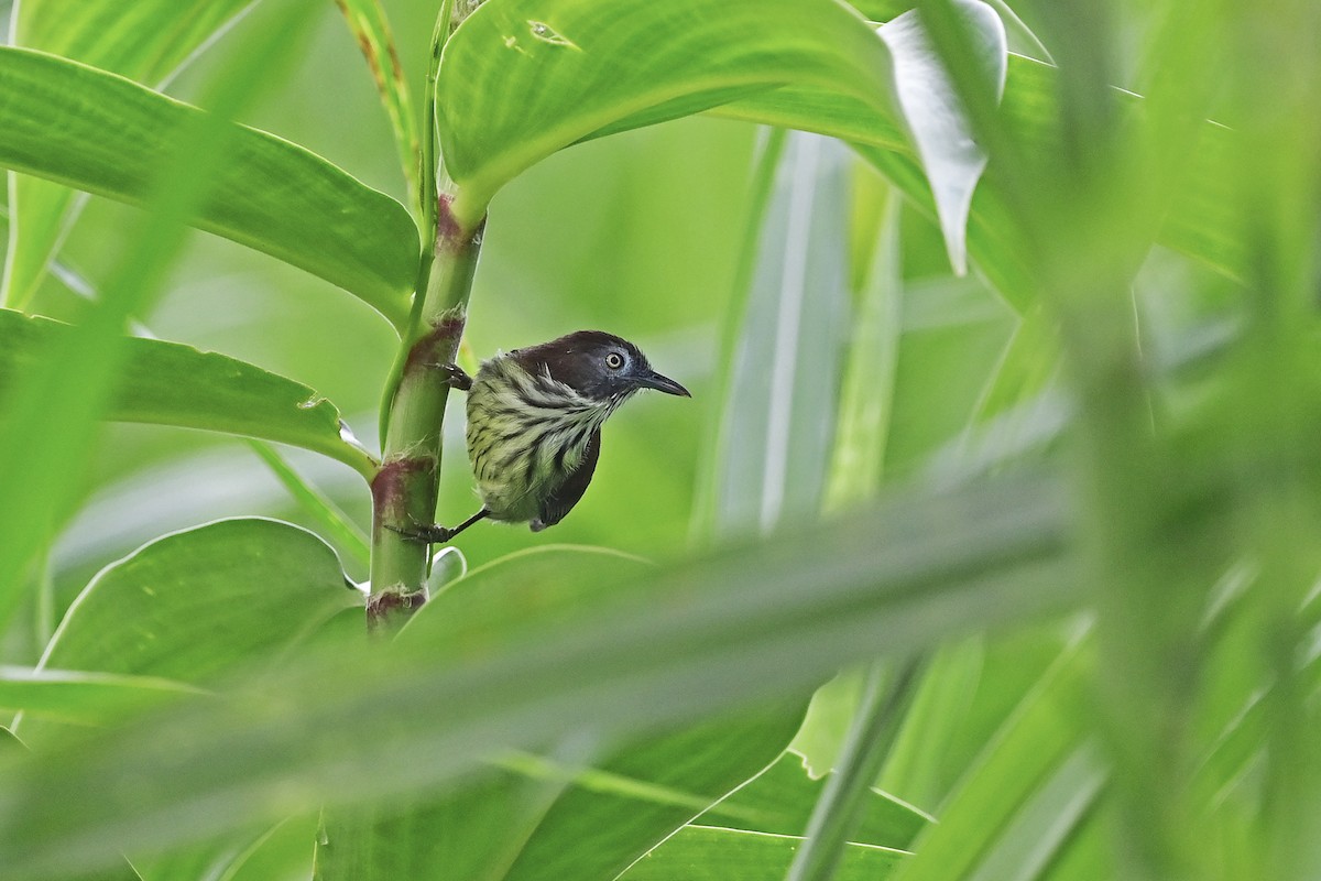 Bold-striped Tit-Babbler (Bold-striped) - Wachara  Sanguansombat