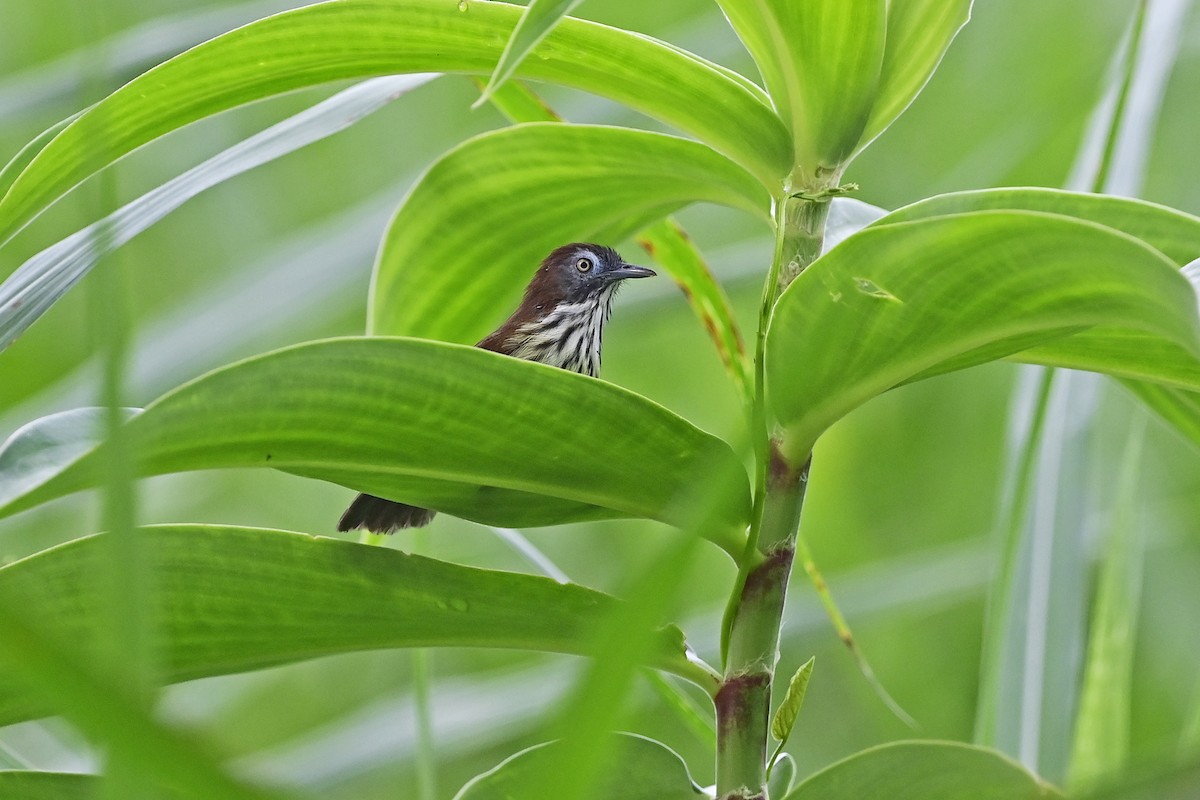 bredstripemeisetimal (bornensis gr.) - ML624058262