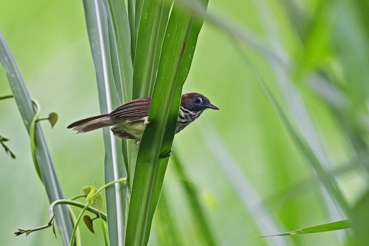 bredstripemeisetimal (bornensis gr.) - ML624058263