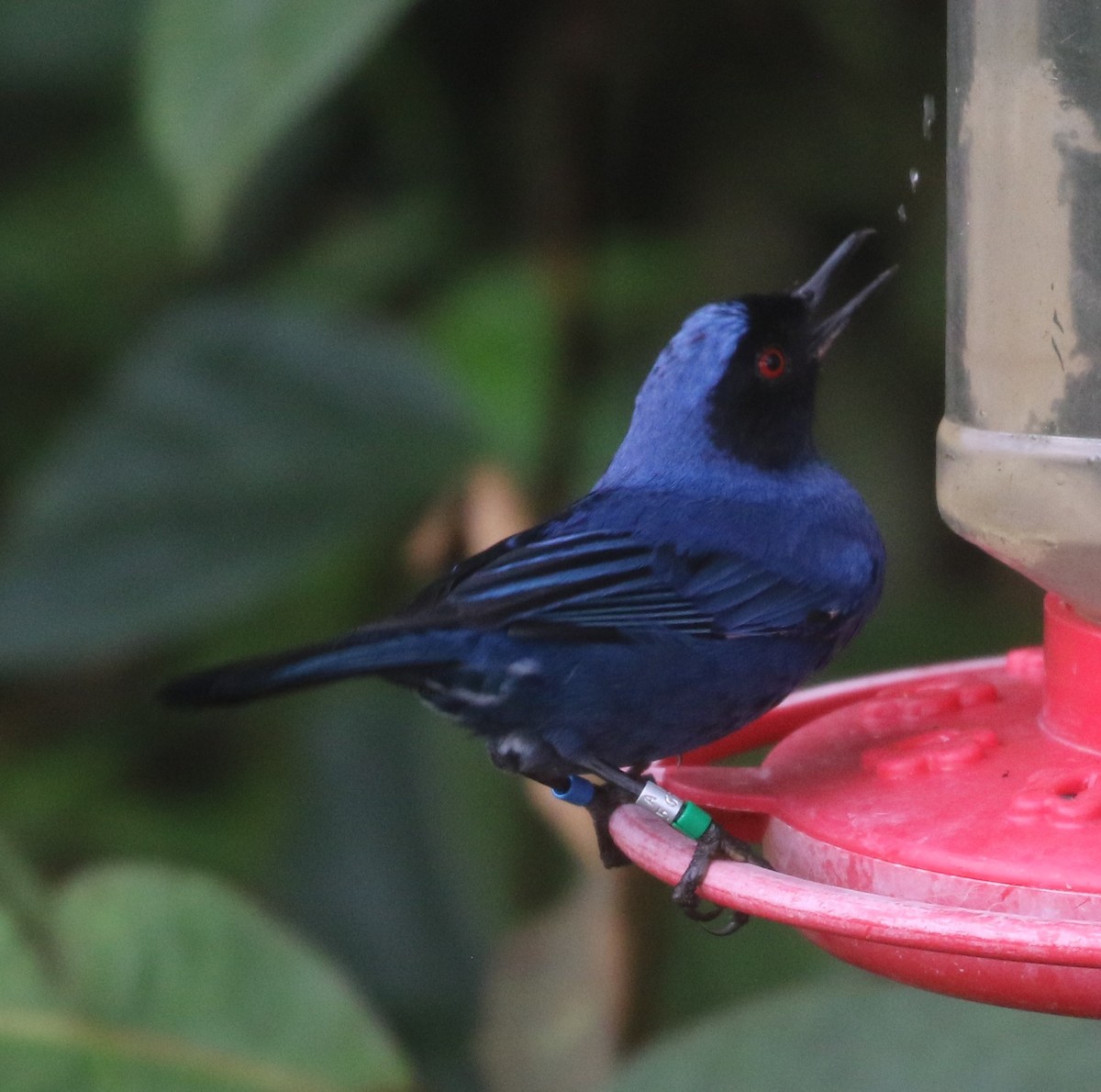 Masked Flowerpiercer - ML624058307