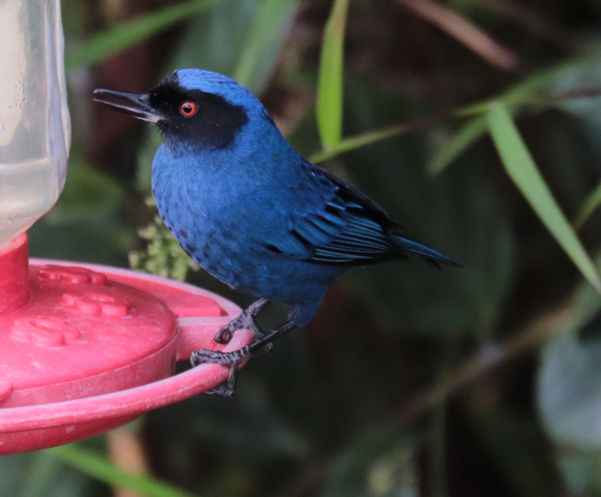 Masked Flowerpiercer - ML624058319