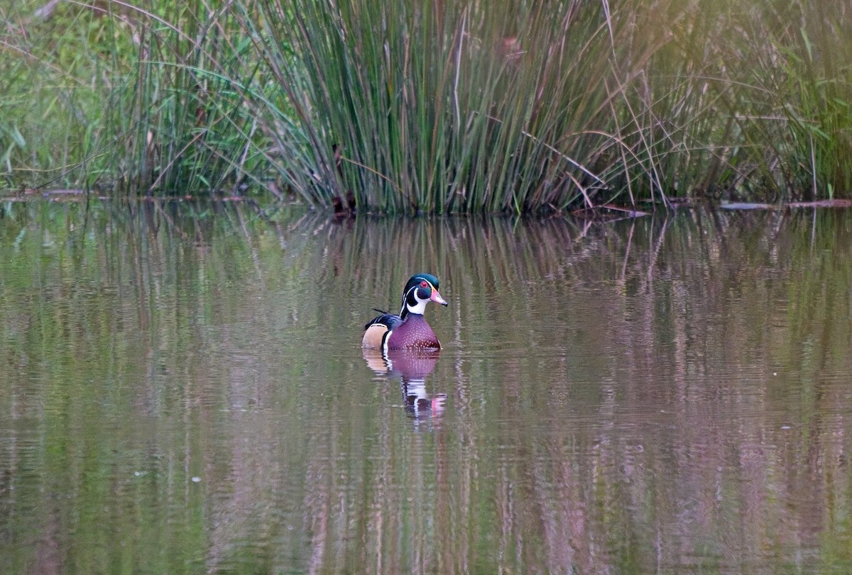 Wood Duck - ML624058320