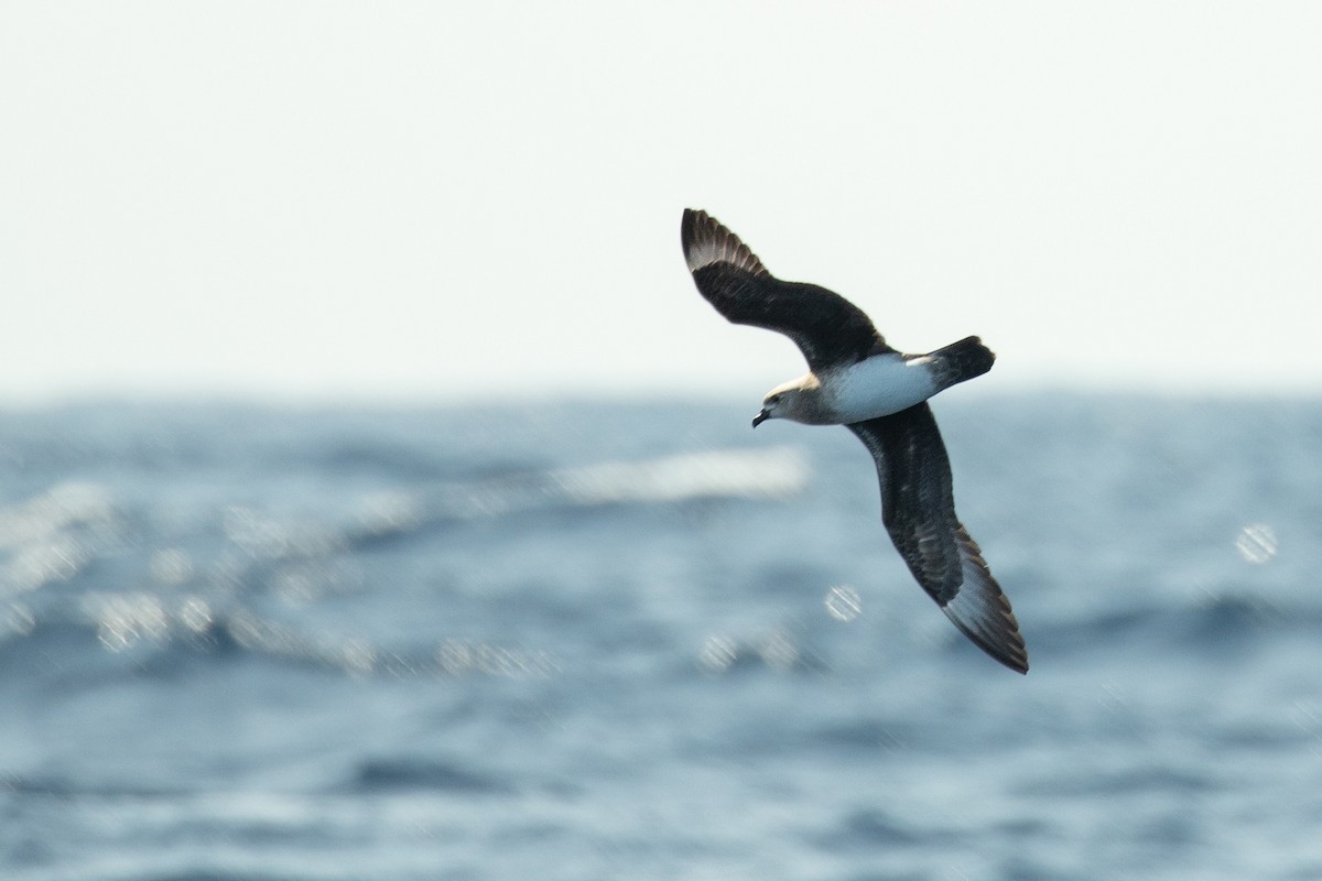 Kermadec Petrel - ML624058331