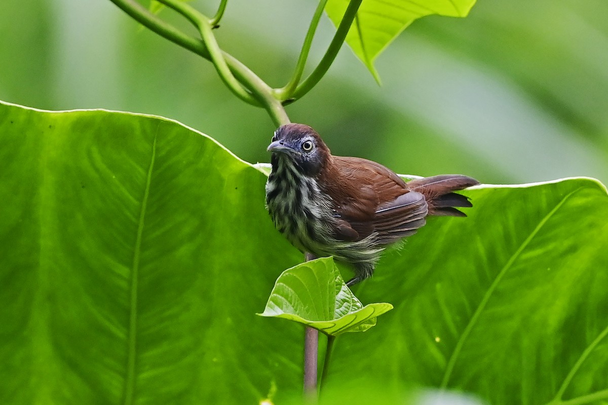 bredstripemeisetimal (bornensis gr.) - ML624058361