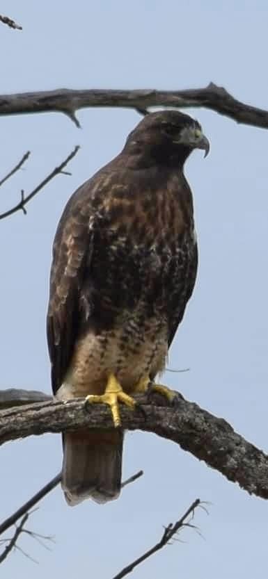 Red-tailed Hawk - ML624058397