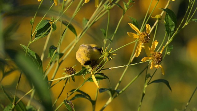 American Goldfinch - ML624058402