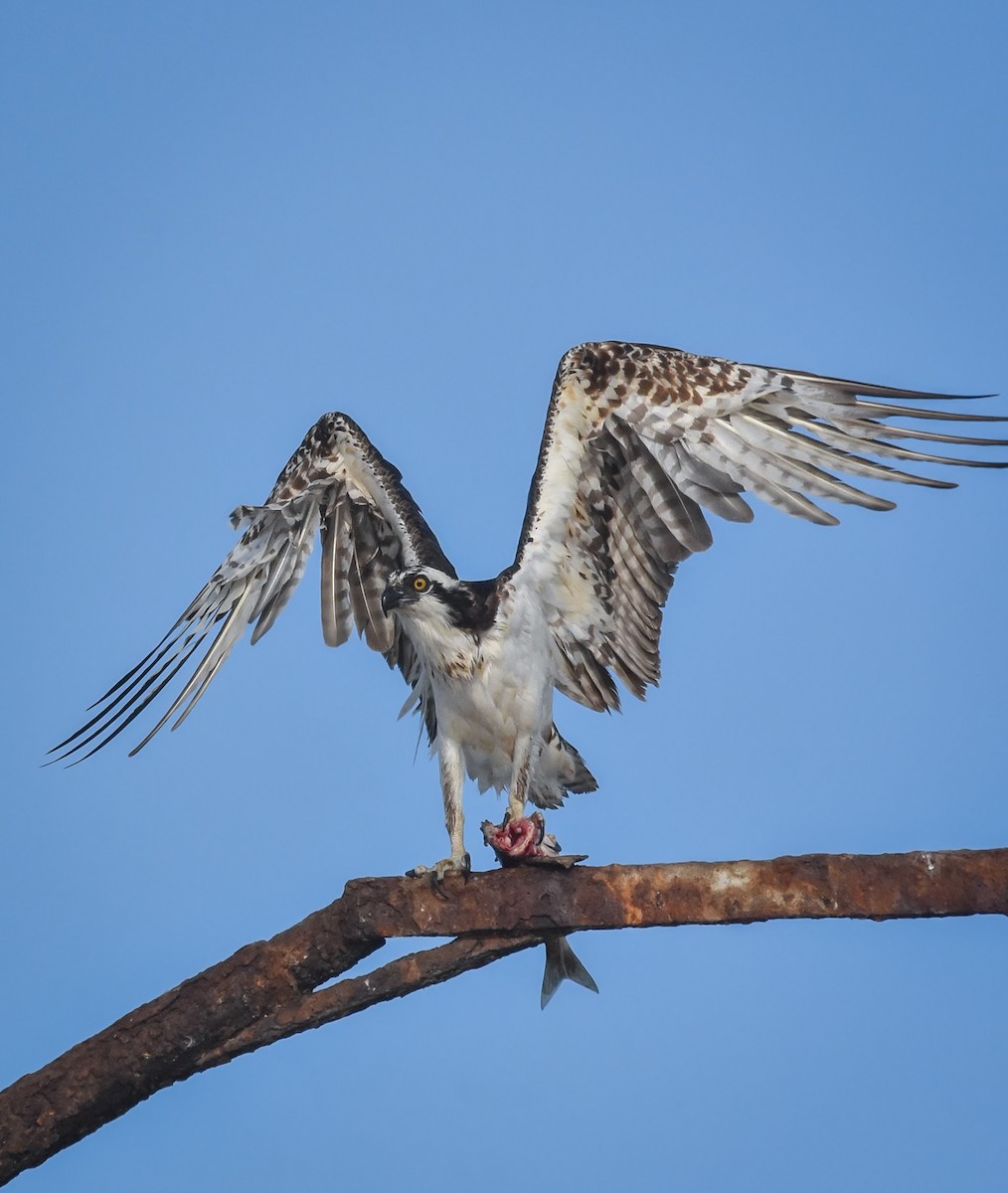 Osprey - Cristhofer Espinoza