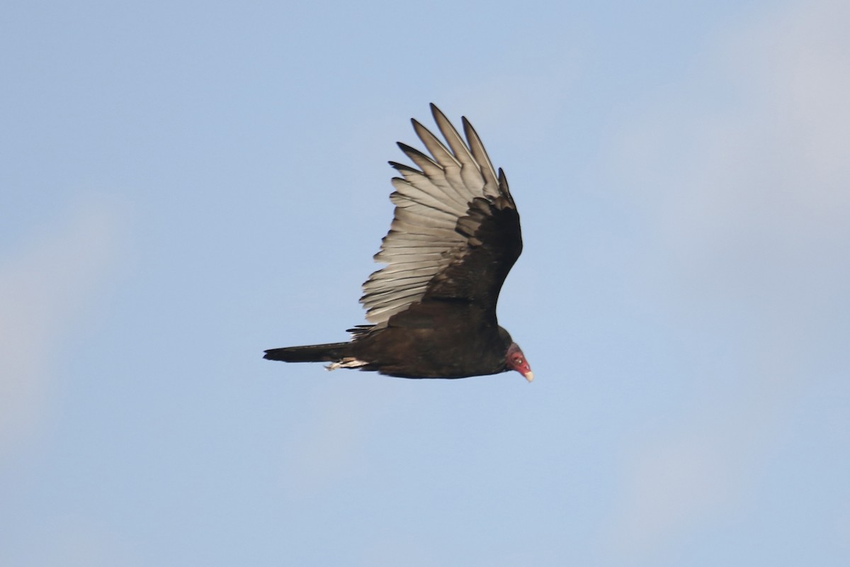 Turkey Vulture - ML624058423