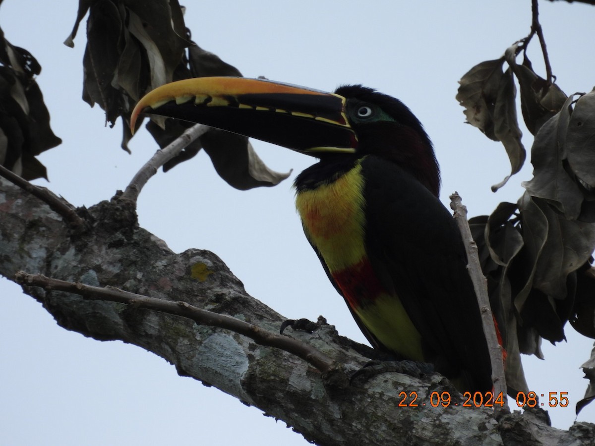 Chestnut-eared Aracari - ML624058425