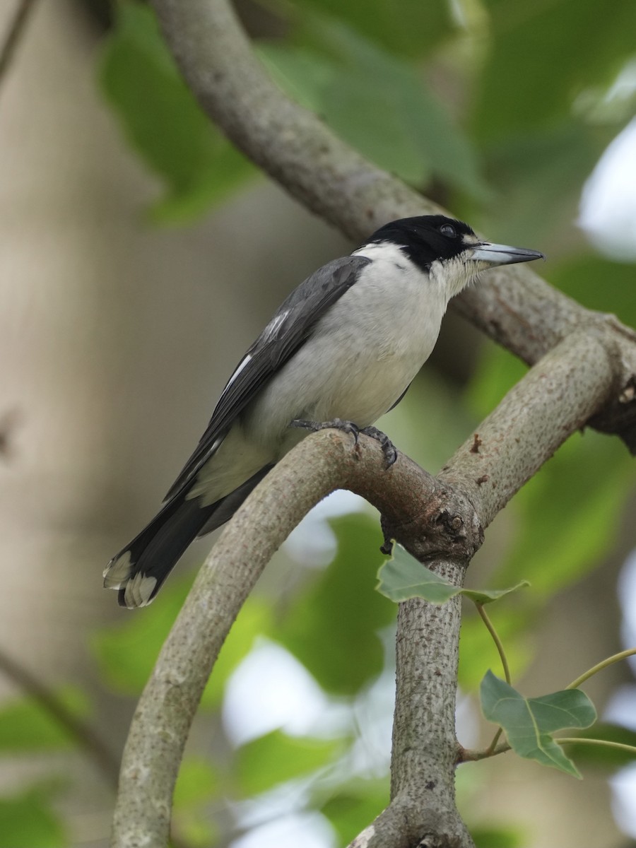 Gray Butcherbird - ML624058427