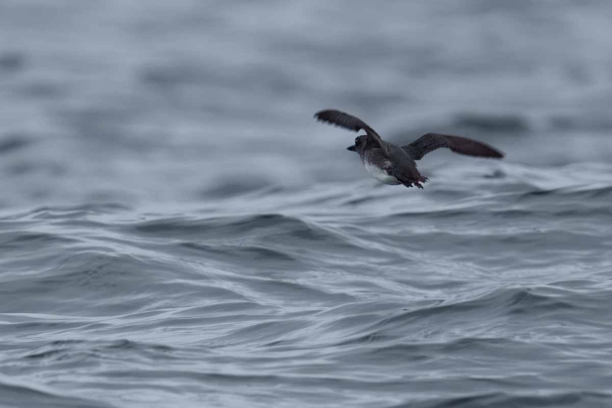 Cassin's Auklet - ML624058432