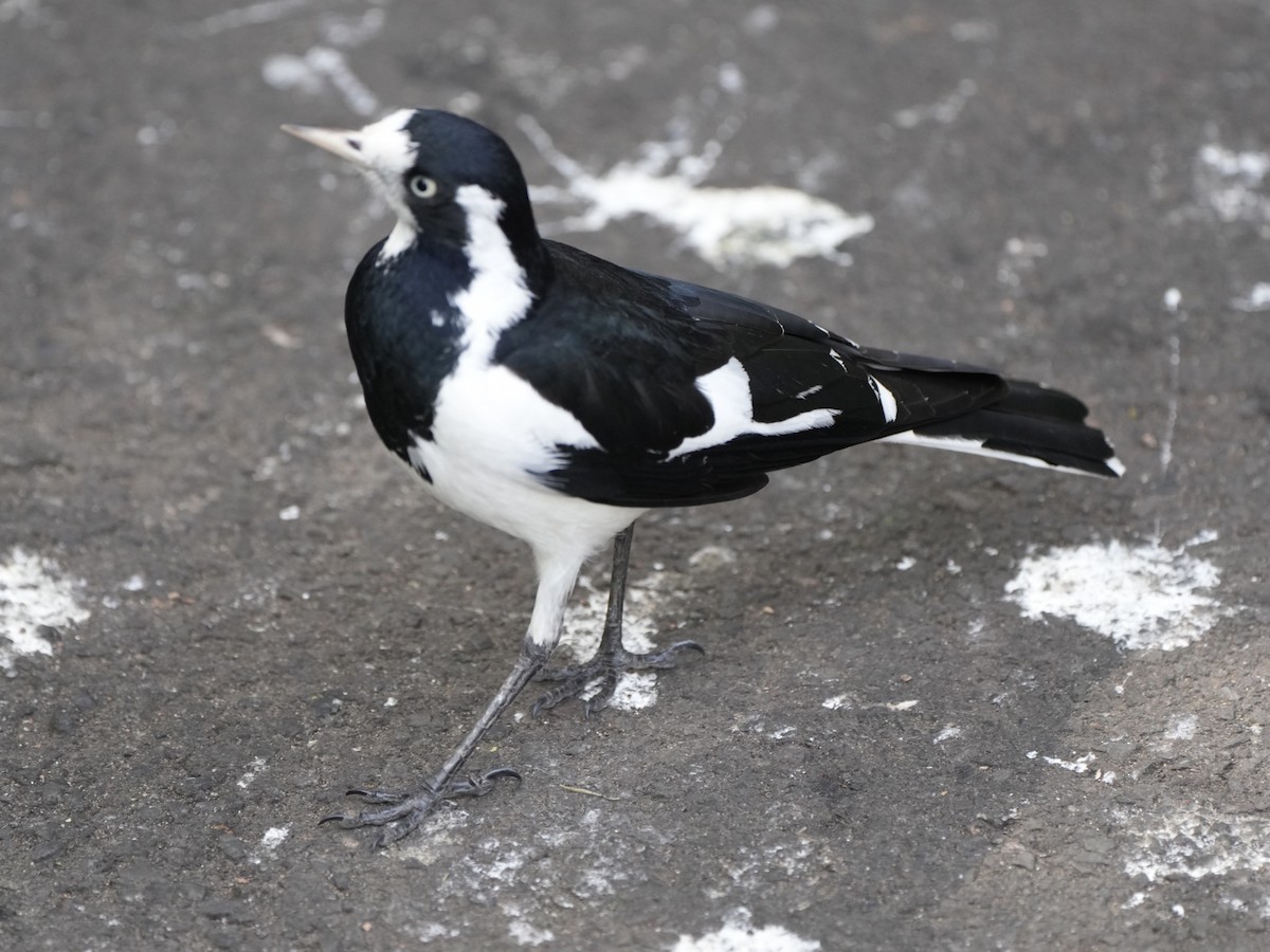 Magpie-lark - ML624058441