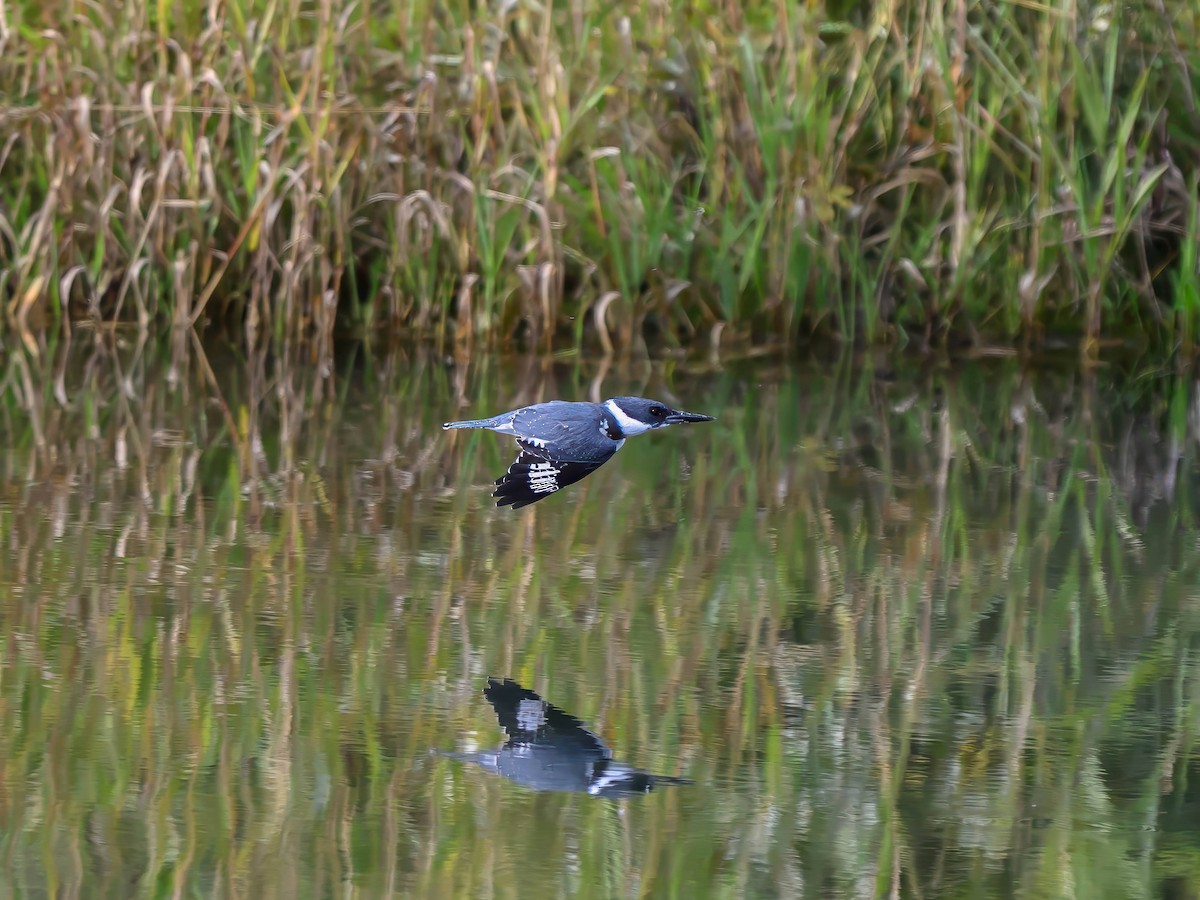 Belted Kingfisher - ML624058450