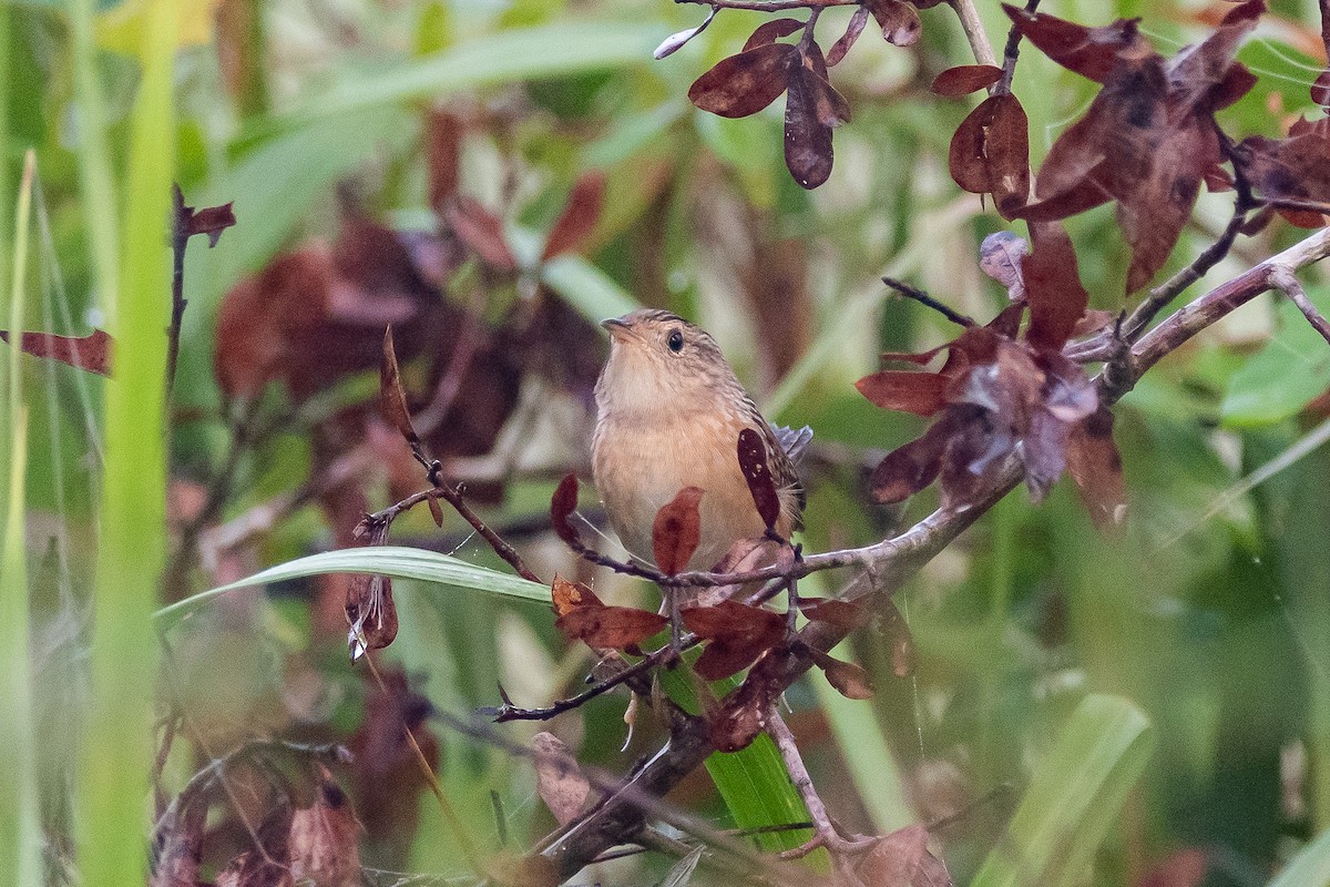 Sedge Wren - ML624058452