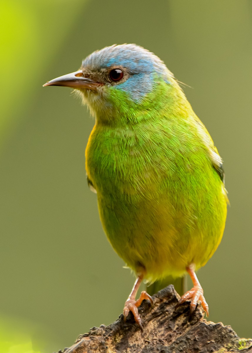 Blue Dacnis - Elisa Focante