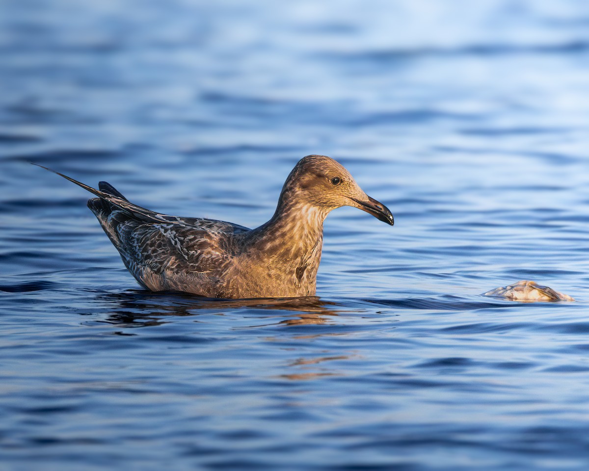 American Herring Gull - ML624058470