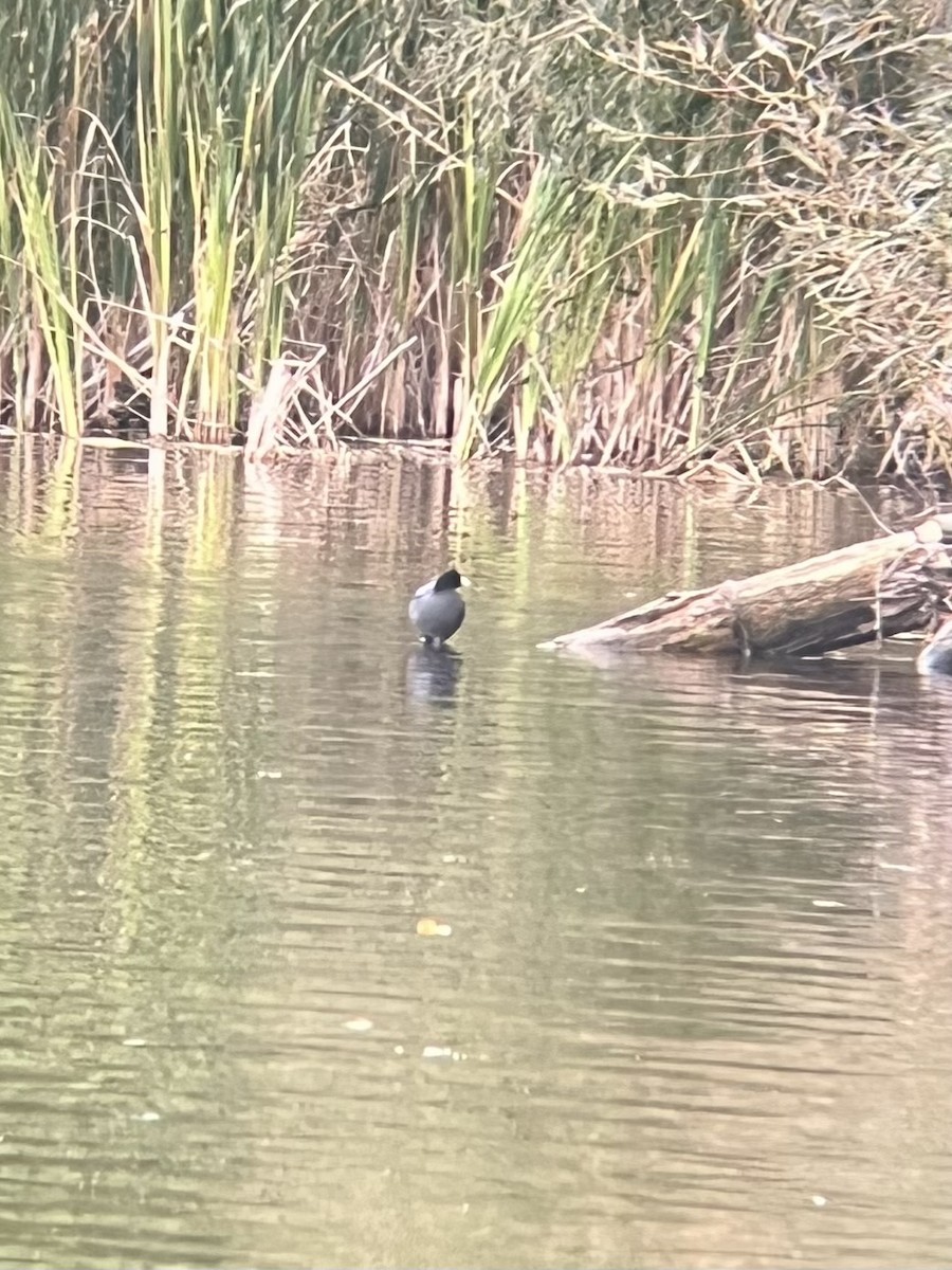 American Coot - Jake Nafziger