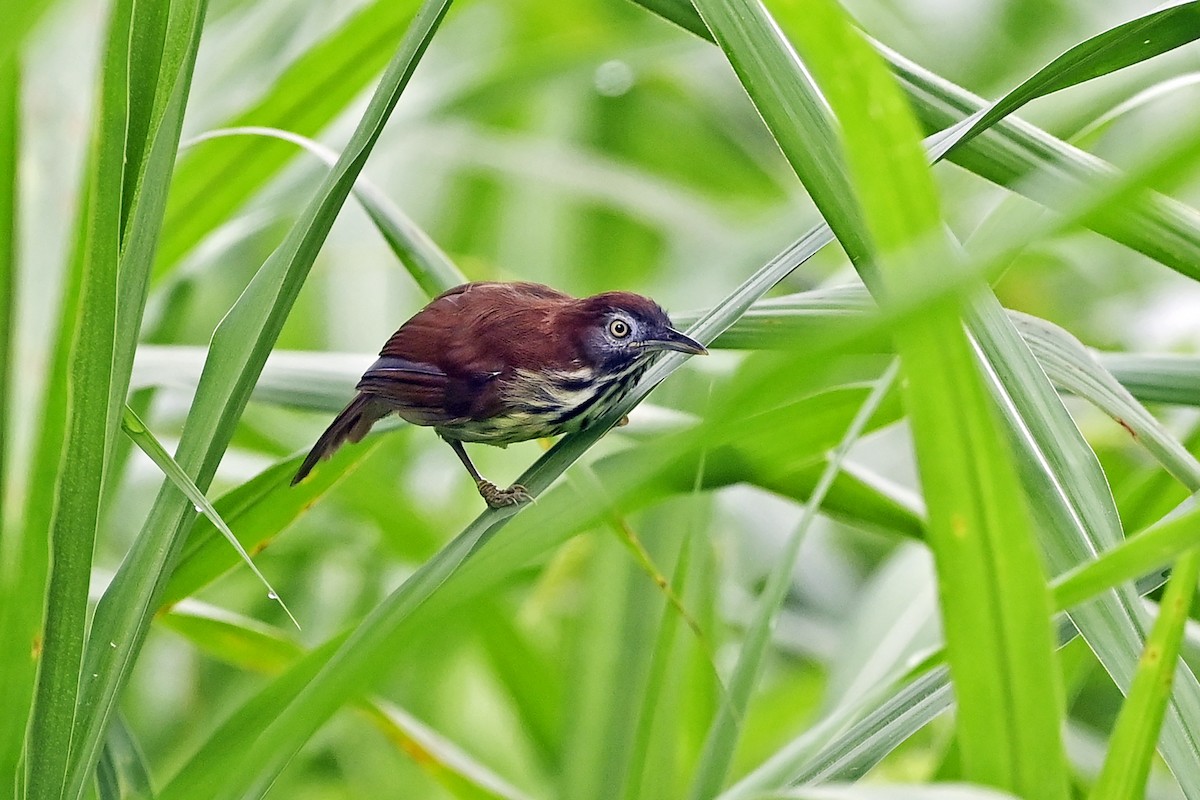 bredstripemeisetimal (bornensis gr.) - ML624058487