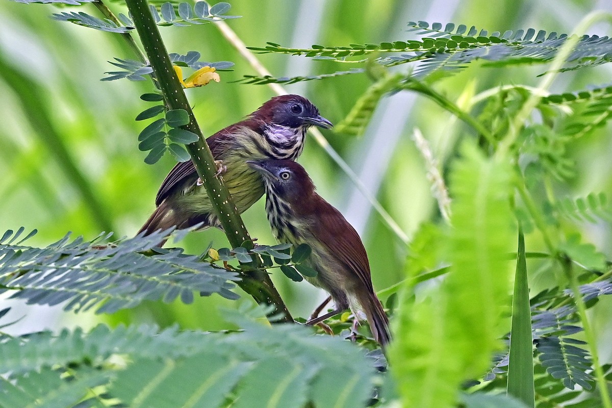 シマムシクイチメドリ（bornensis グループ） - ML624058488