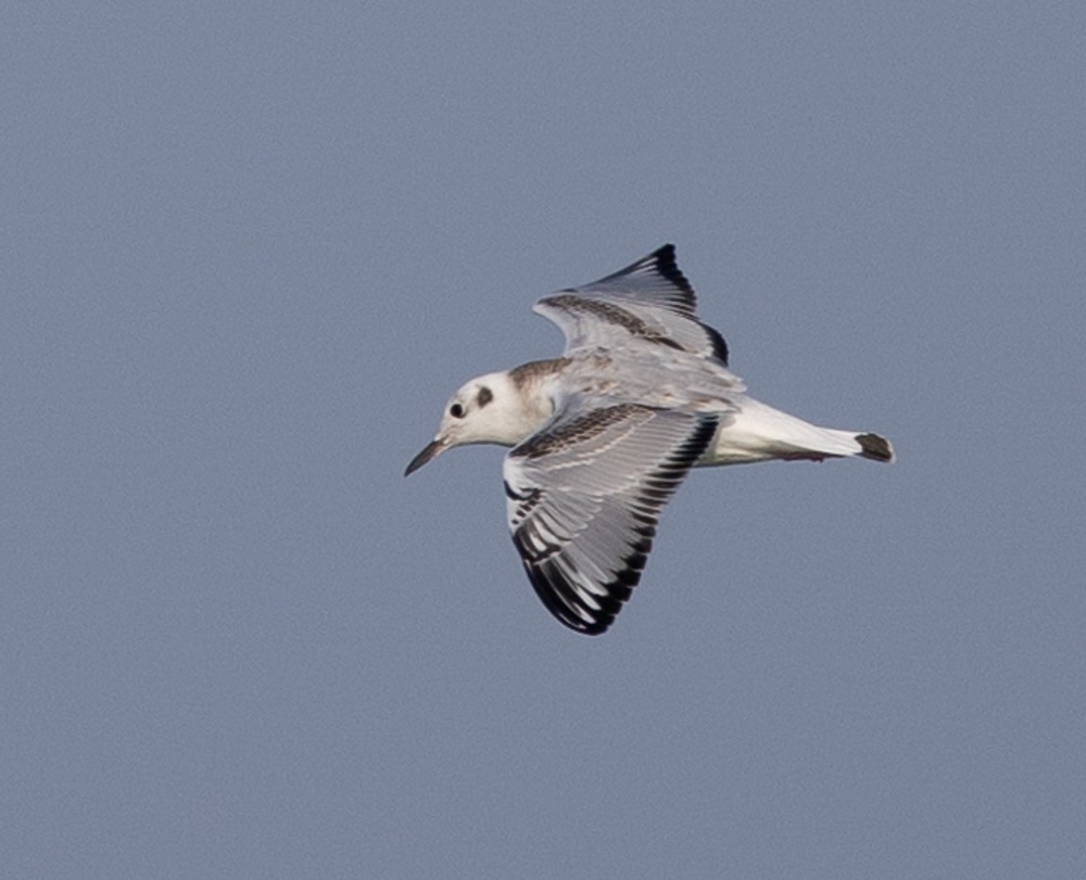 Bonaparte's Gull - ML624058493