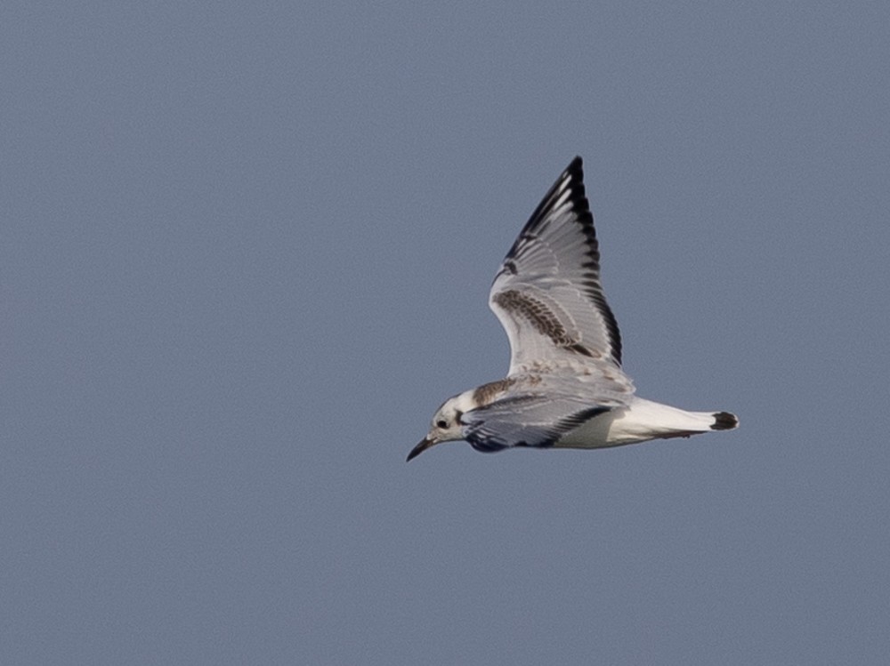 Bonaparte's Gull - ML624058494