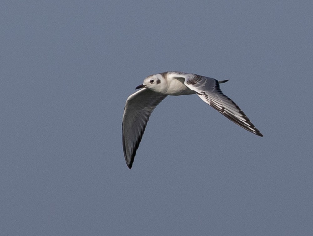 Bonaparte's Gull - ML624058495