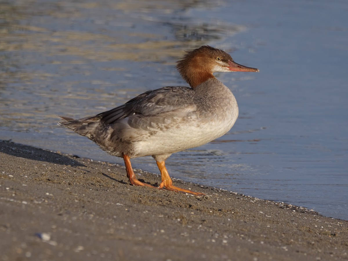 Common Merganser - ML624058497