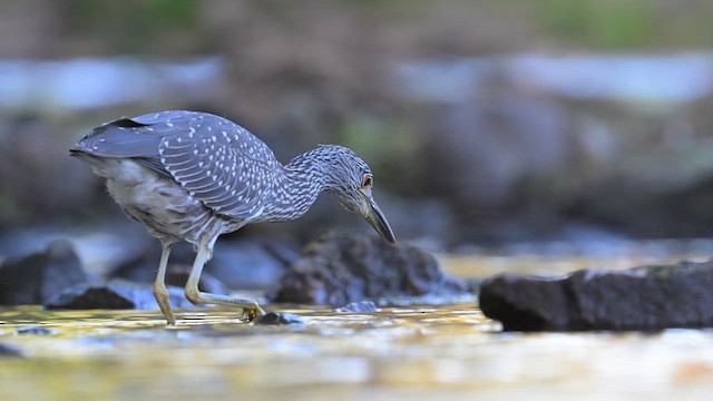 Yellow-crowned Night Heron - ML624058506