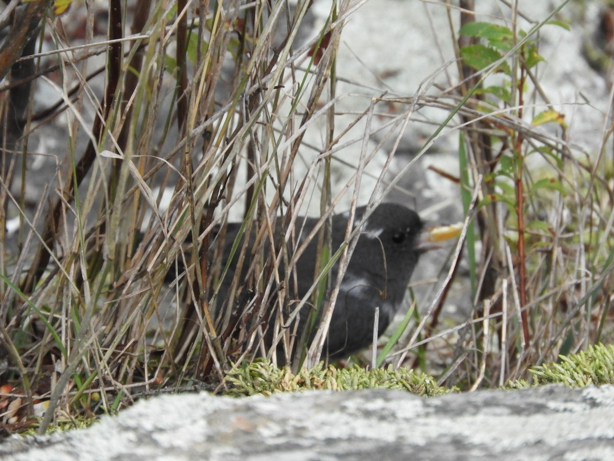 Dark-eyed Junco - ML624058509