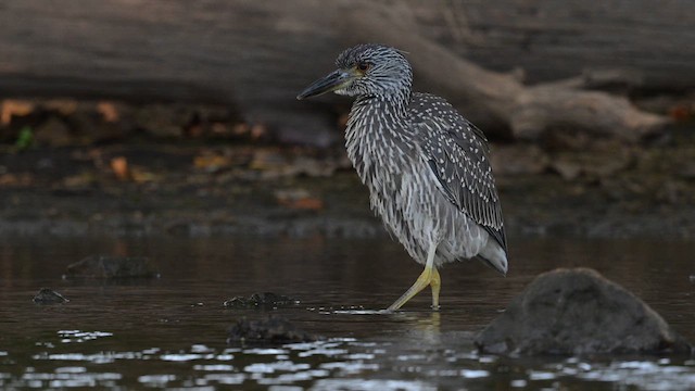 Yellow-crowned Night Heron - ML624058513