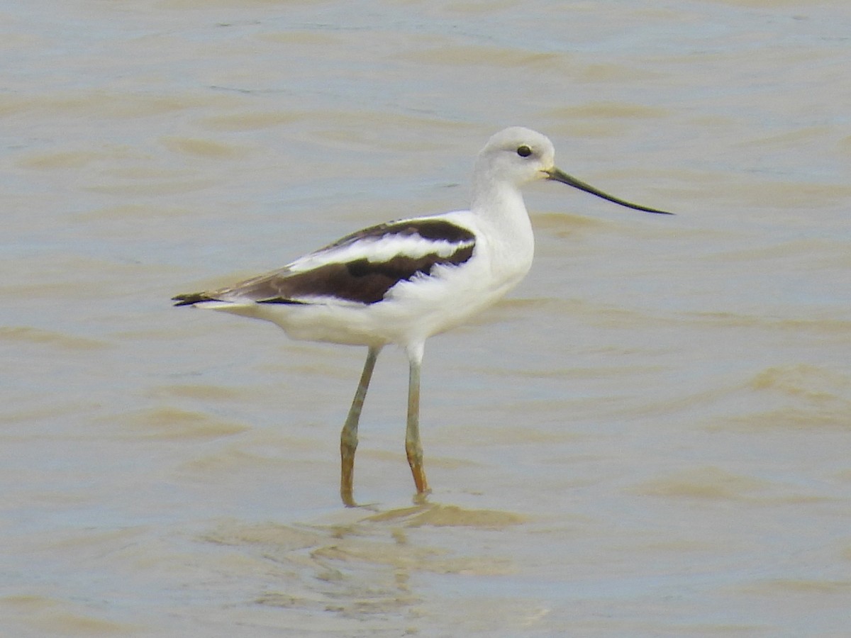 American Avocet - ML624058514