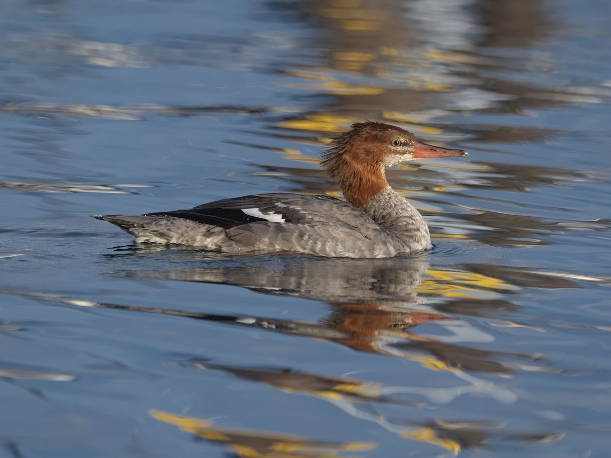 Common Merganser - Kevin Krebs