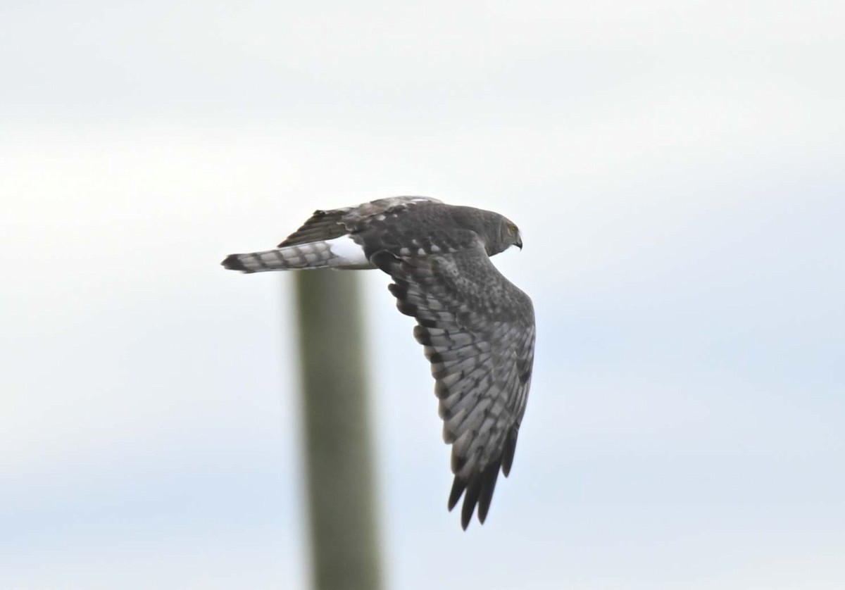 Northern Harrier - ML624058535