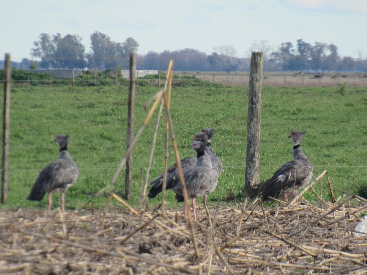 Southern Screamer - ML624058539