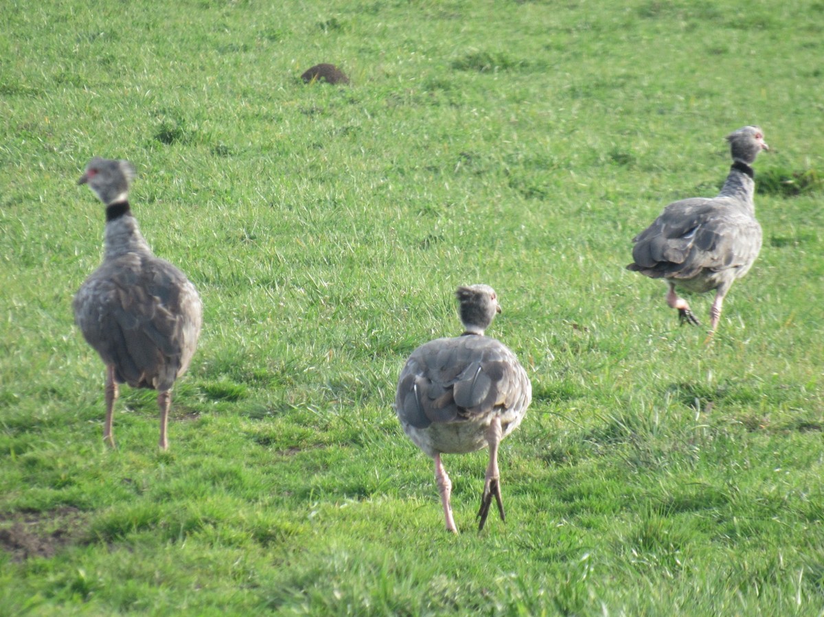 Southern Screamer - ML624058540