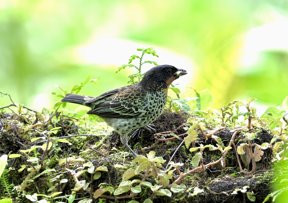 Rufous-throated Tanager - ML624058542