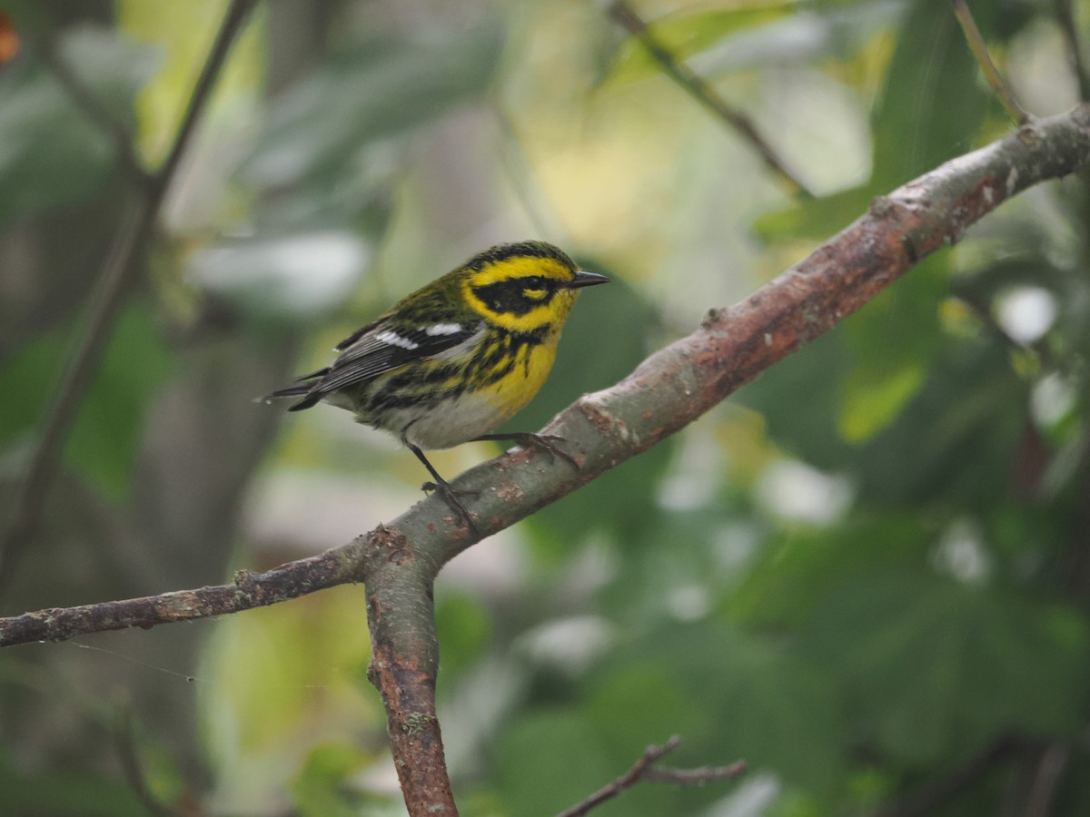 Townsend's Warbler - ML624058543