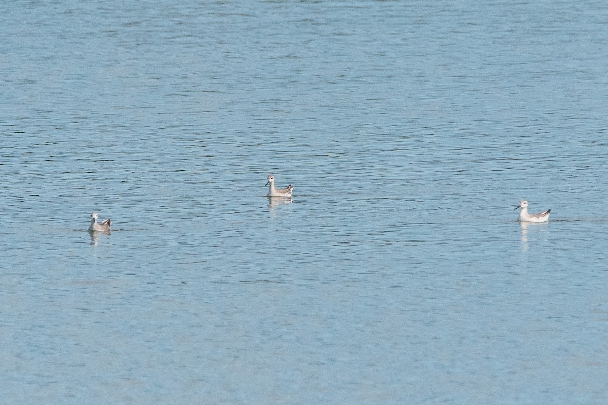 Wilson's Phalarope - ML624058555